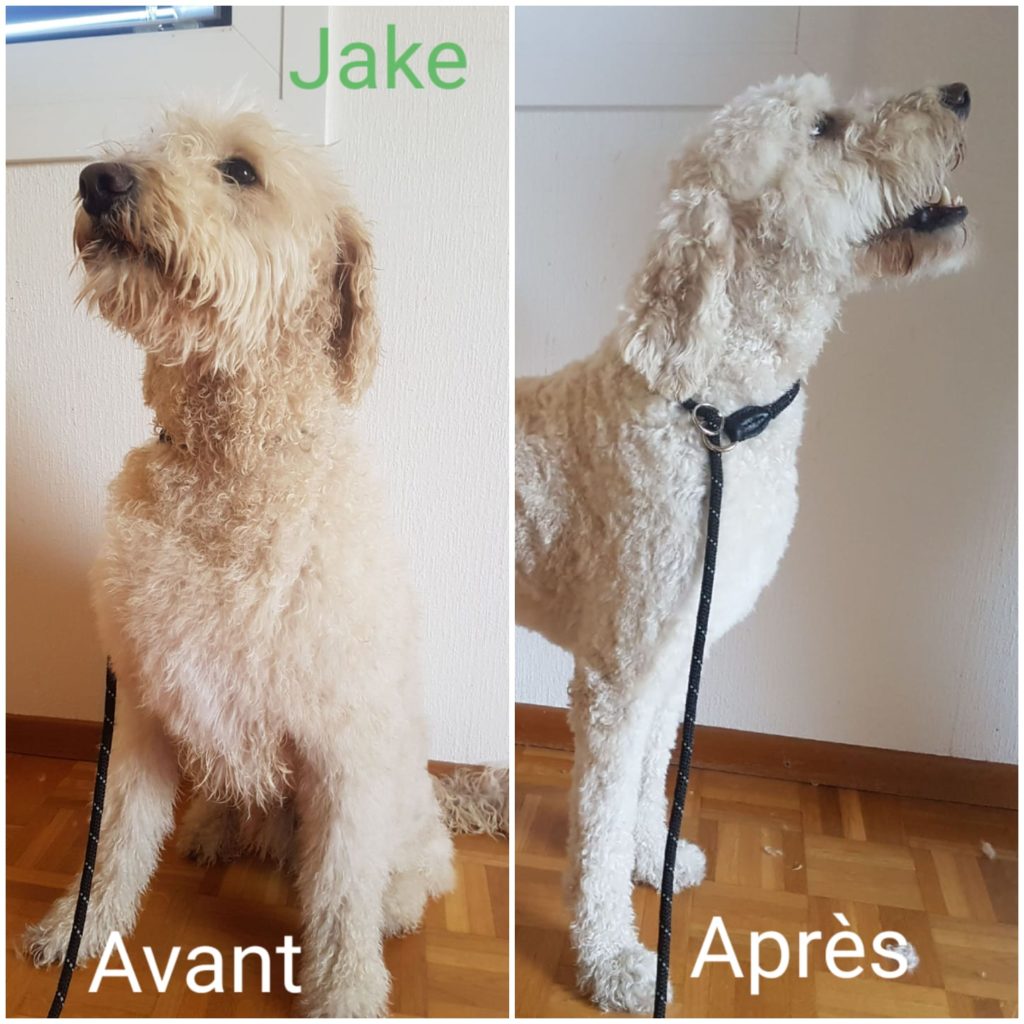 Toilettage EDU�CANIN toilettage vevey, toilettage Toilettage EDU�CANIN toilettage vevey, toilettage