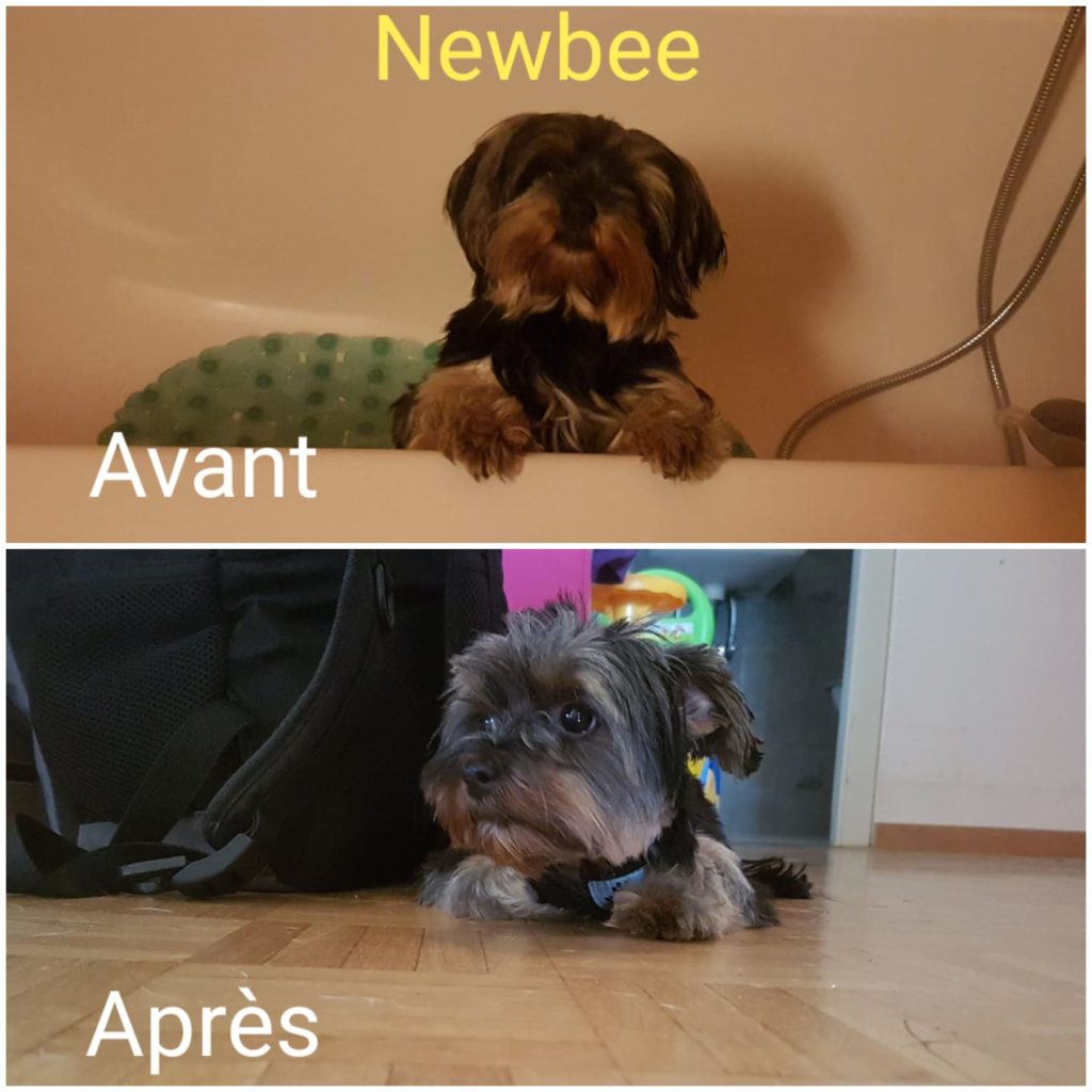 Toilettage EDU�CANIN toilettage vevey, toilettage Toilettage EDU�CANIN toilettage vevey, toilettage