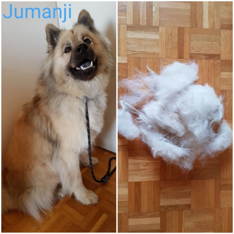 Toilettage EDU�CANIN toilettage vevey, toilettage Toilettage EDU�CANIN toilettage vevey, toilettage