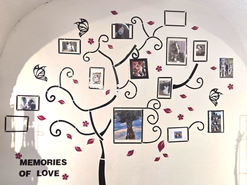 Arbre-a-photos